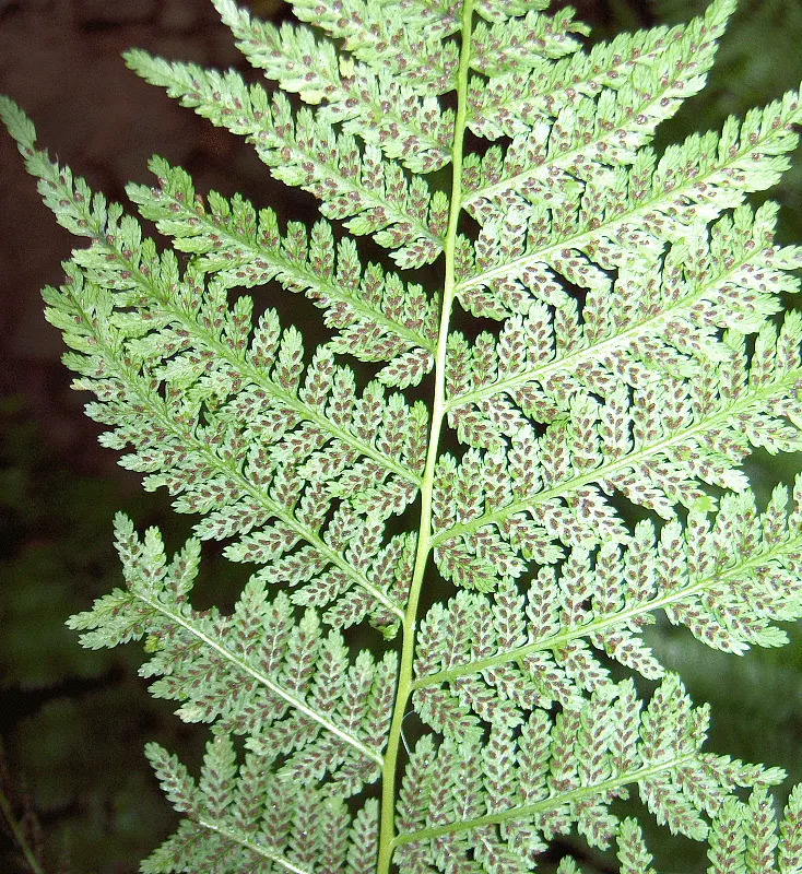 Lady Fern (Athyrium Filix-Femina) — delicate fronds that can reach lengths of 2 to 5 feet; remove old fronds in early spring to make way for new, image 51