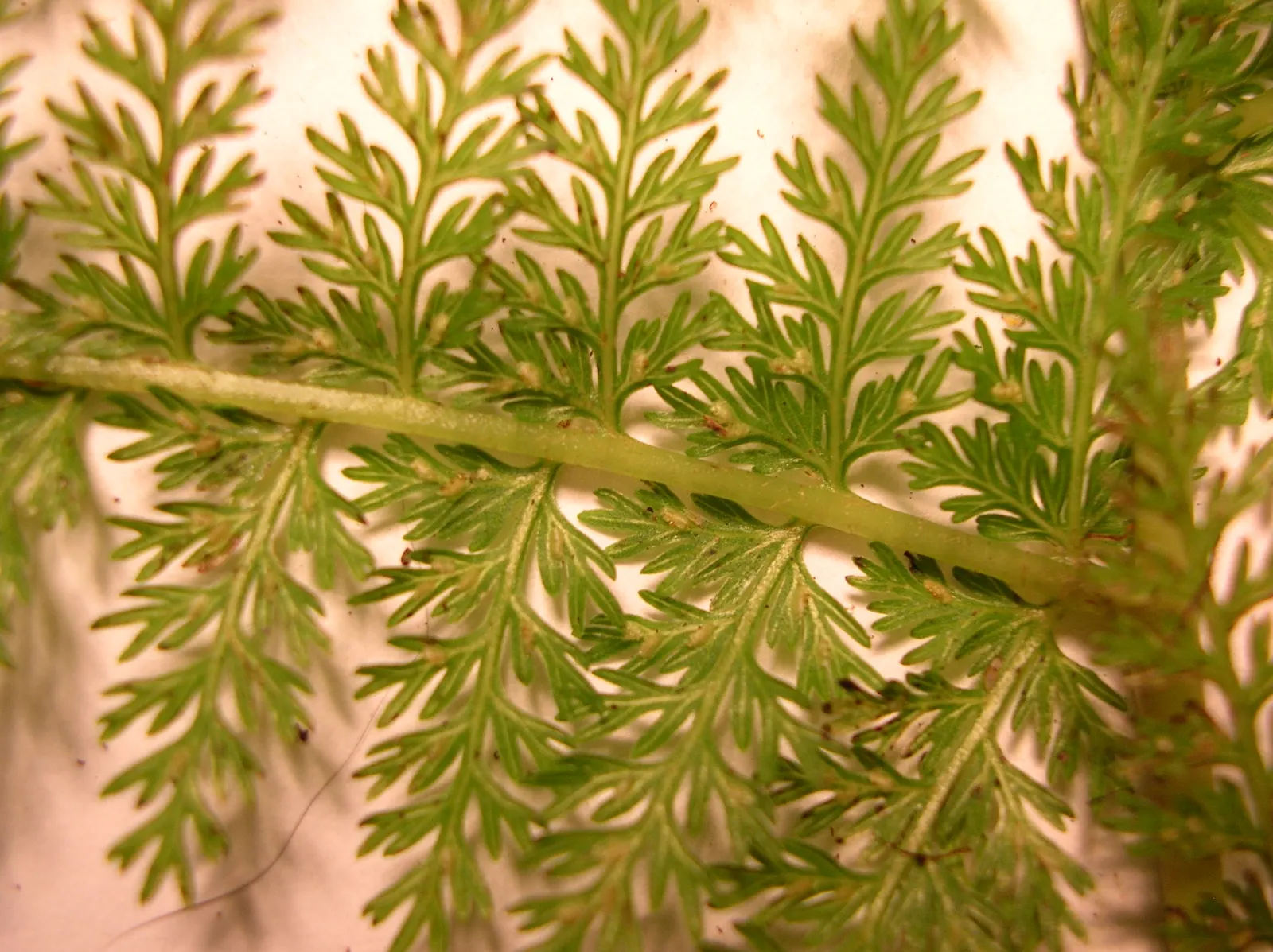 Lady Fern (Athyrium Filix-Femina) — remove old fronds in early spring to make way for new growth, image 81