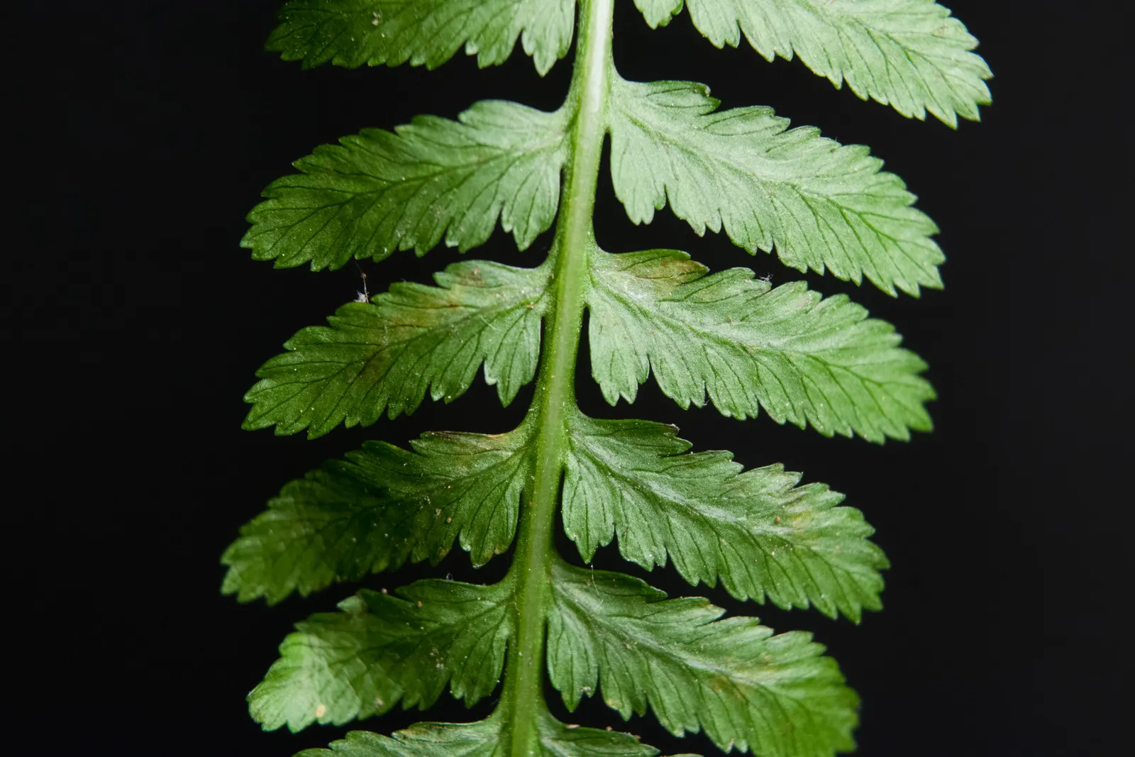 Lady Fern (Athyrium Filix-Femina) — This fern is known for its lacy; feathery texture in the landscape, image 113
