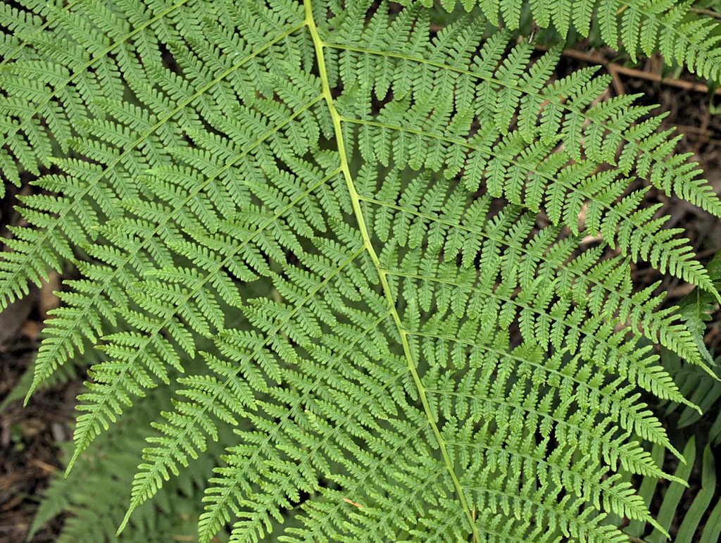 Lady Fern (Athyrium Filix-Femina) — Ideal for woodland gardens, image 46