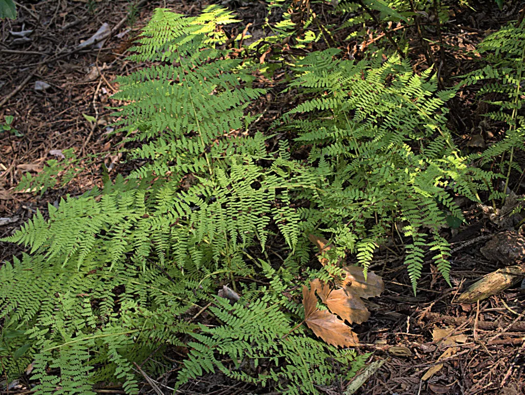 Lady Fern (Athyrium Filix-Femina) — bright green fronds emerge in spring; remove old fronds in early spring to make way for new growth, image 54