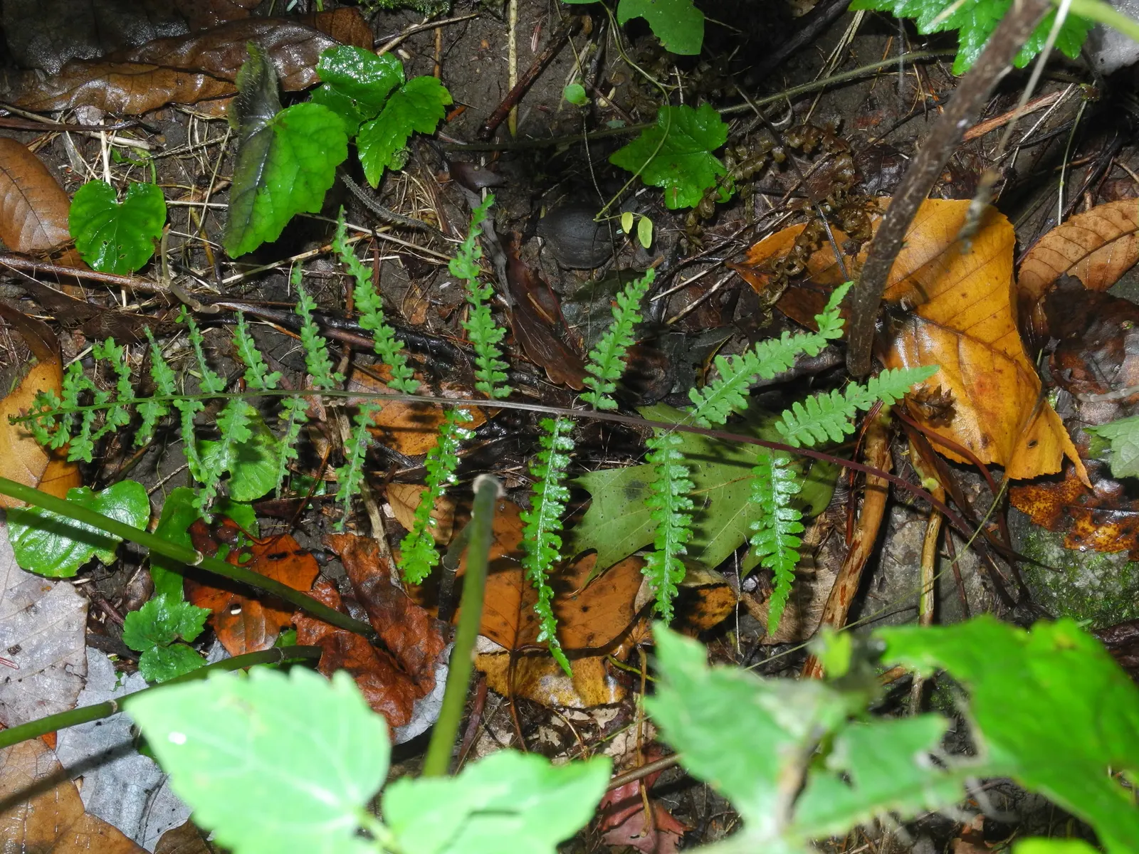 Lady Fern (Athyrium Filix-Femina) — with a spread approximately half its height; ideal for woodland gardens, image 52