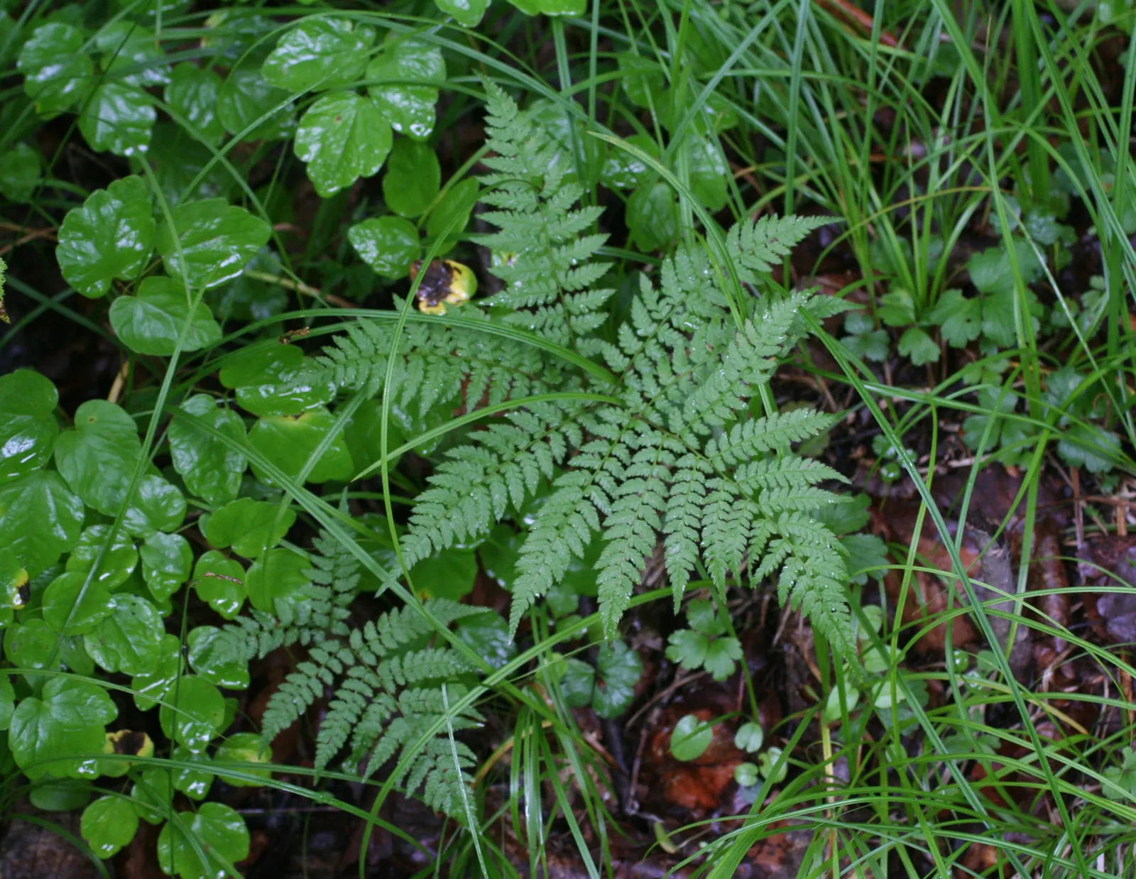 Lady Fern (Athyrium Filix-Femina) — delicate fronds that can reach lengths of 2 to 5 feet; remove old fronds in early spring to make way for new, image 93