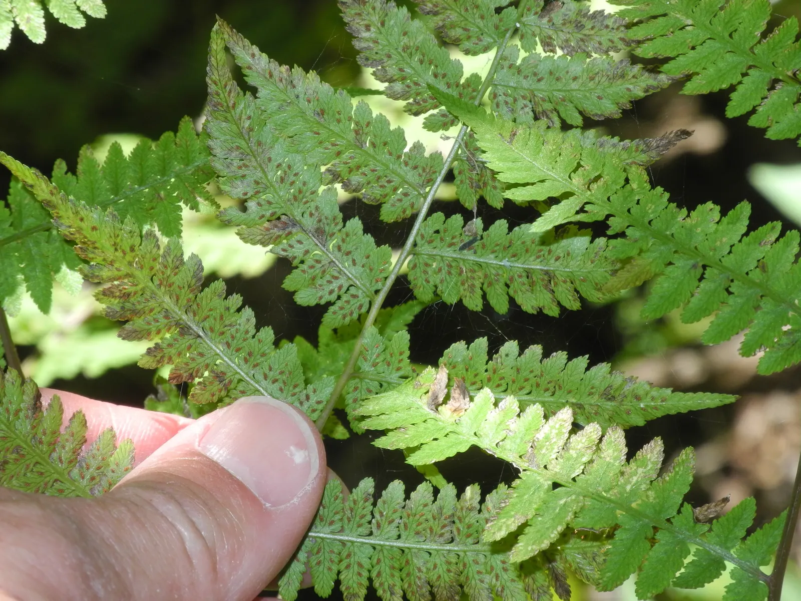 Lady Fern (Athyrium Filix-Femina) — mimicking its natural forest floor habitat