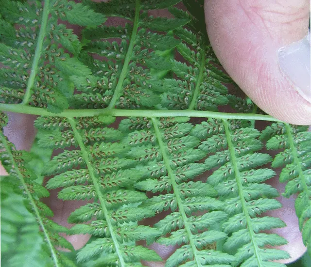 Lady Fern (Athyrium Filix-Femina) — The Lady Fern offers a tranquil and natural aesthetic that enhances any garden with its grace and texture, image 62