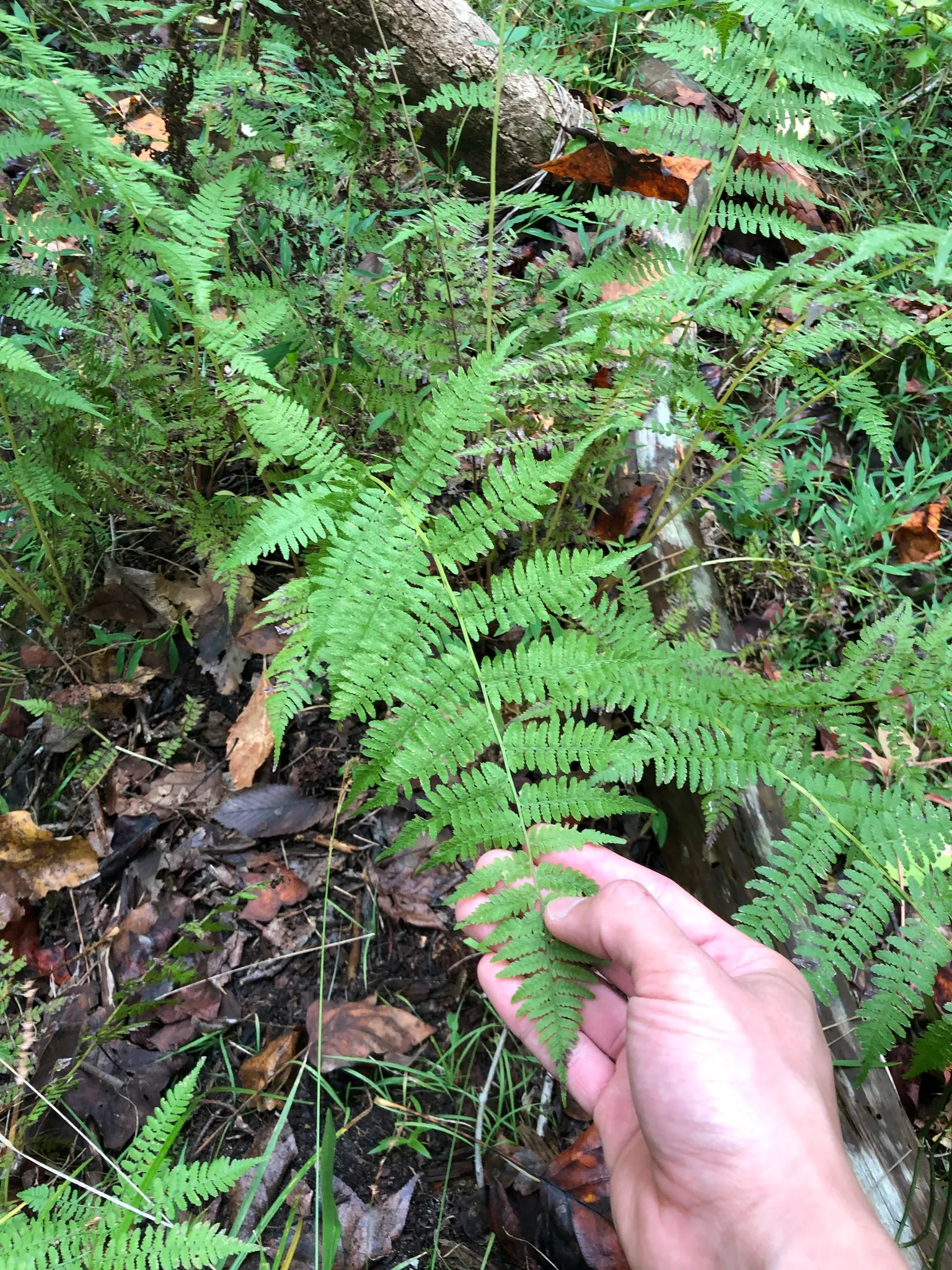 Lady Fern (Athyrium Filix-Femina) — fern for half or shade; remove old fronds in early spring to make way for new growth