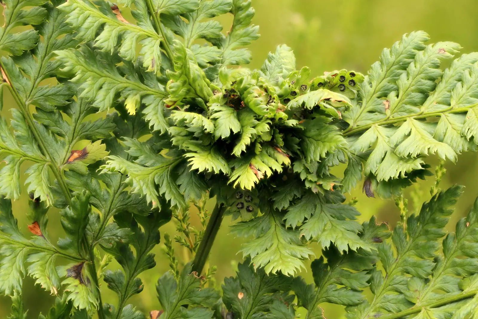 Lady Fern (Athyrium Filix-Femina) — This fern prefers partial to full shade and moist, well-drained soil; remove old fronds in early spring to make, image 129