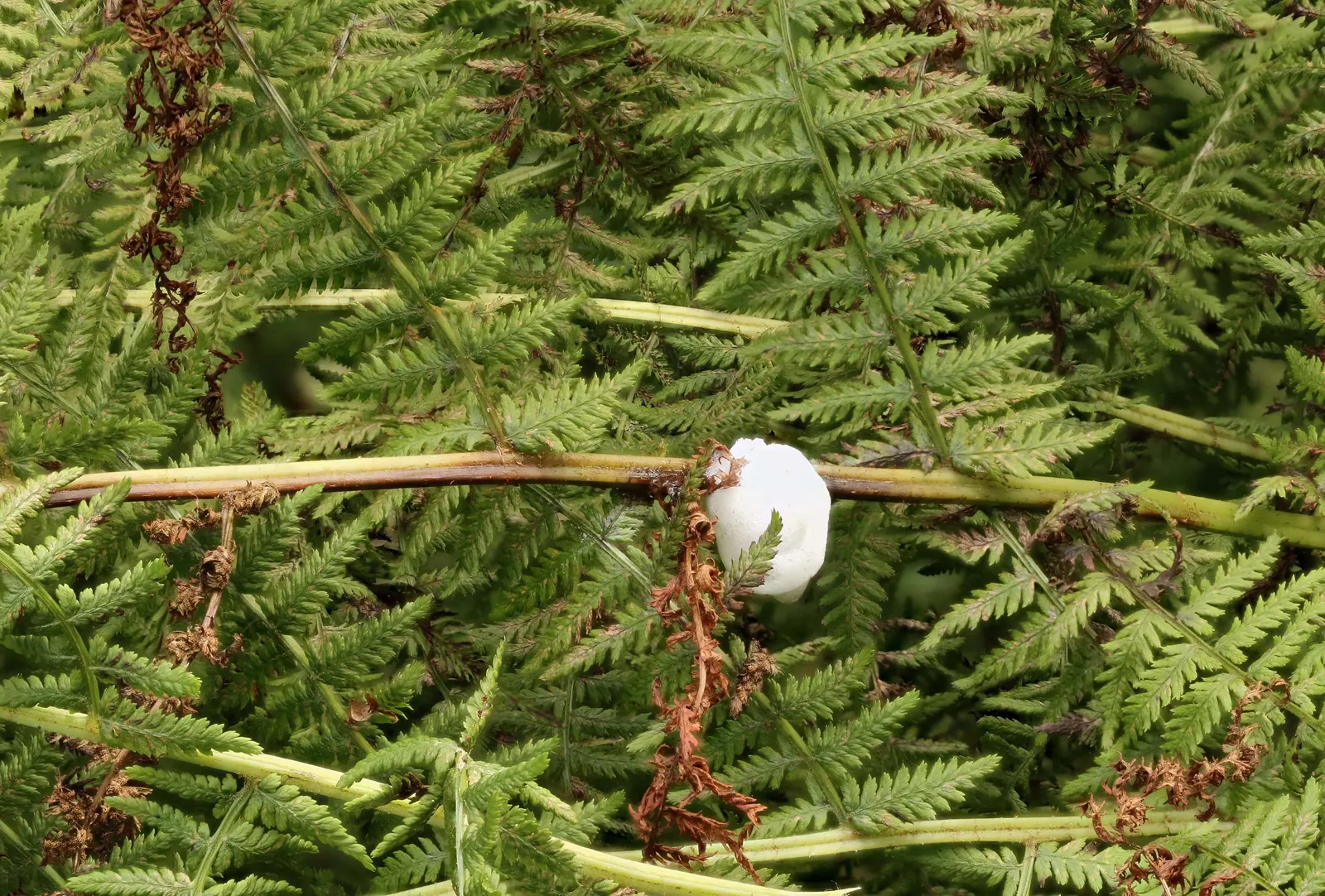 Lady Fern (Athyrium Filix-Femina) — Thriving in zones 4-8, it reaches a height of 2-3 feet and a spread of 1.5-2.5 feet; feathery texture in the landscape
