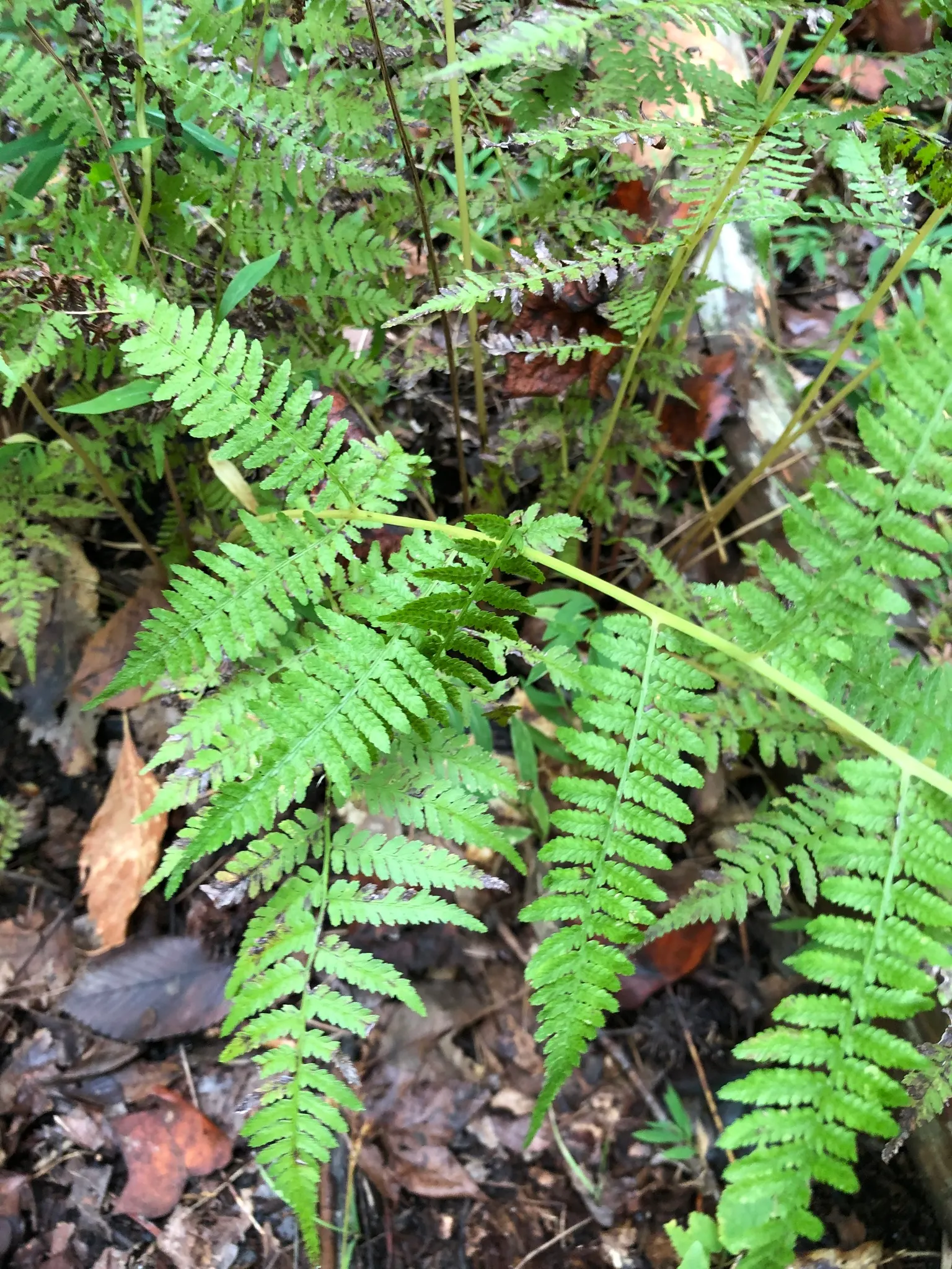 Lady Fern (Athyrium Filix-Femina) — clumping habit makes it an excellent option for borders and understory plantings; feathery texture in the, image 101