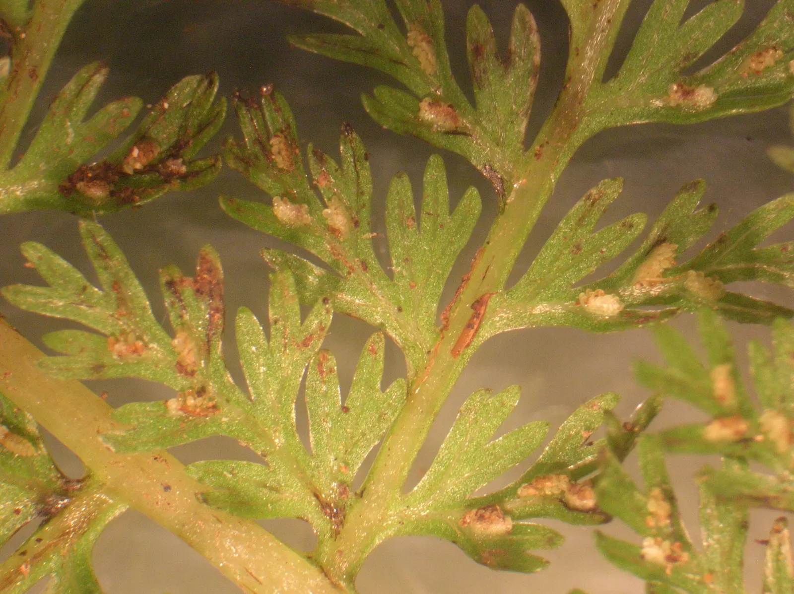 Lady Fern (Athyrium Filix-Femina) — remove old fronds in early spring to make way for new growth, image 102