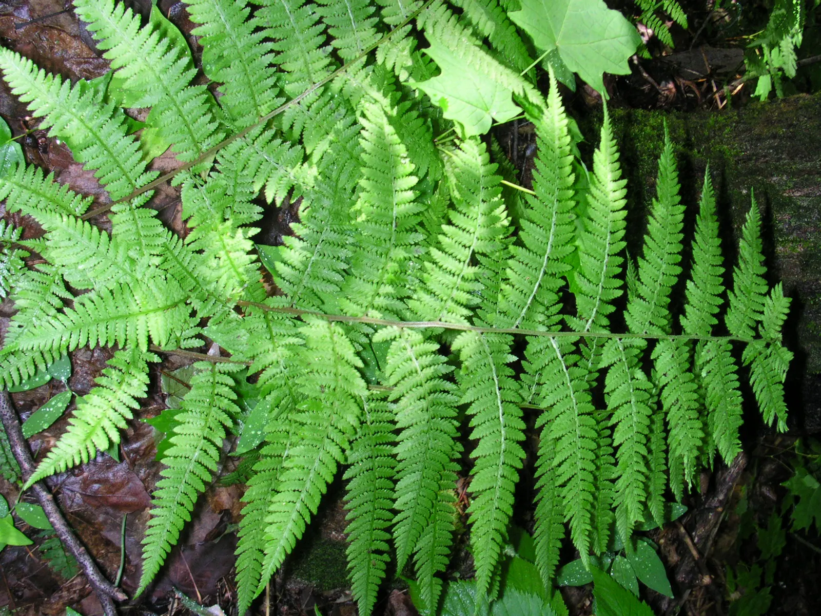 Lady Fern (Athyrium Filix-Femina) — the Lady Fern prefers moist; feathery texture in the landscape, image 56