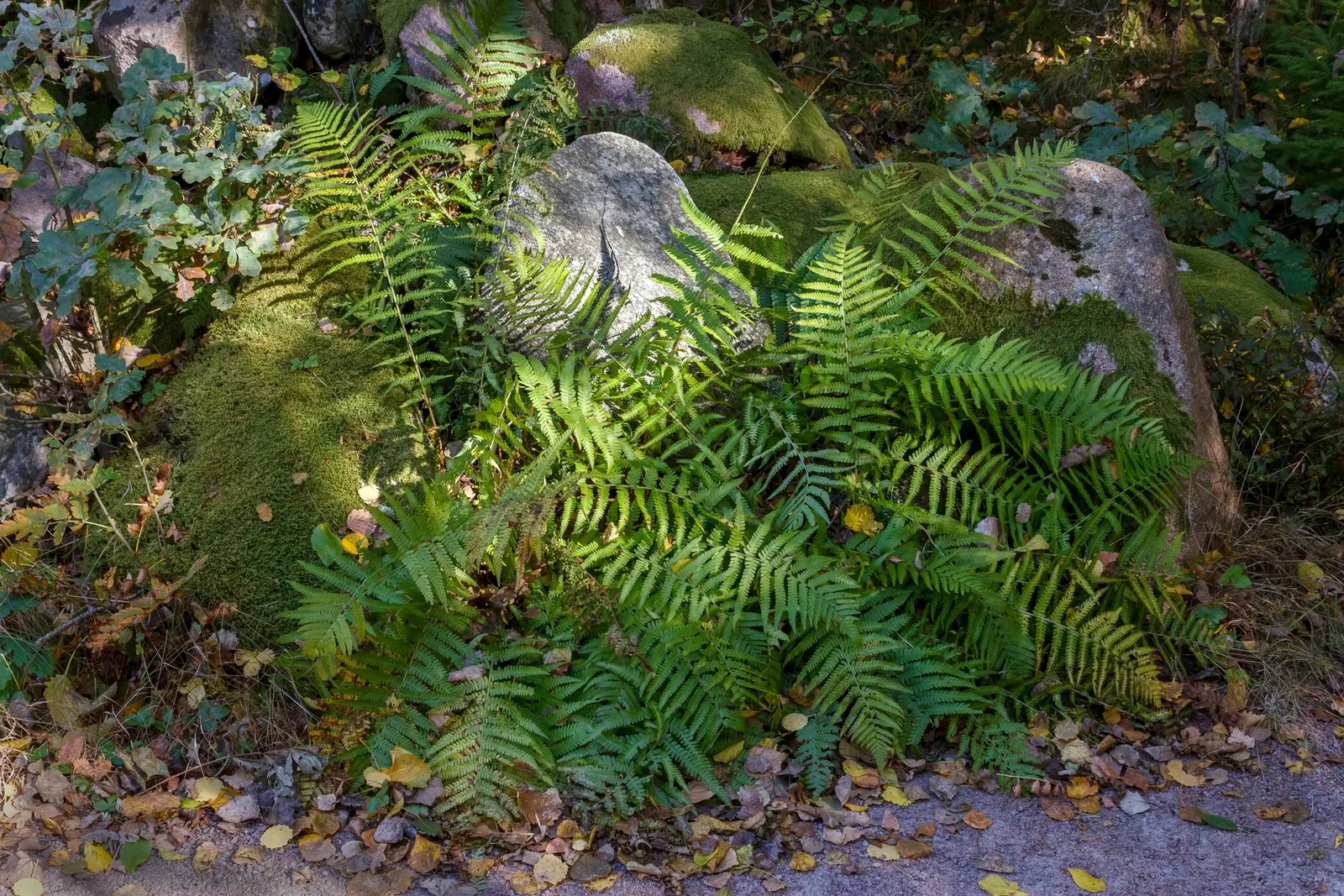 Lady Fern (Athyrium Filix-Femina) — delicate fronds that can reach lengths of 2 to 5 feet; remove old fronds in early spring to make way for new, image 114