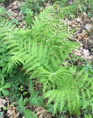 Lady Fern (Athyrium Filix-Femina) — Ideal for woodland gardens, image 88