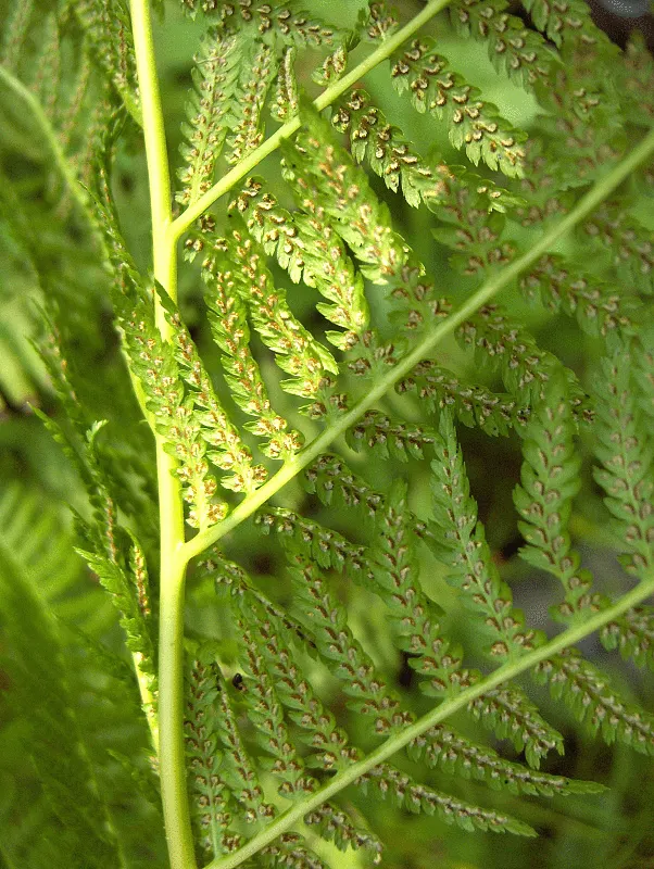 Lady Fern (Athyrium Filix-Femina) — mimicking its natural forest floor habitat; ideal for woodland gardens, image 100