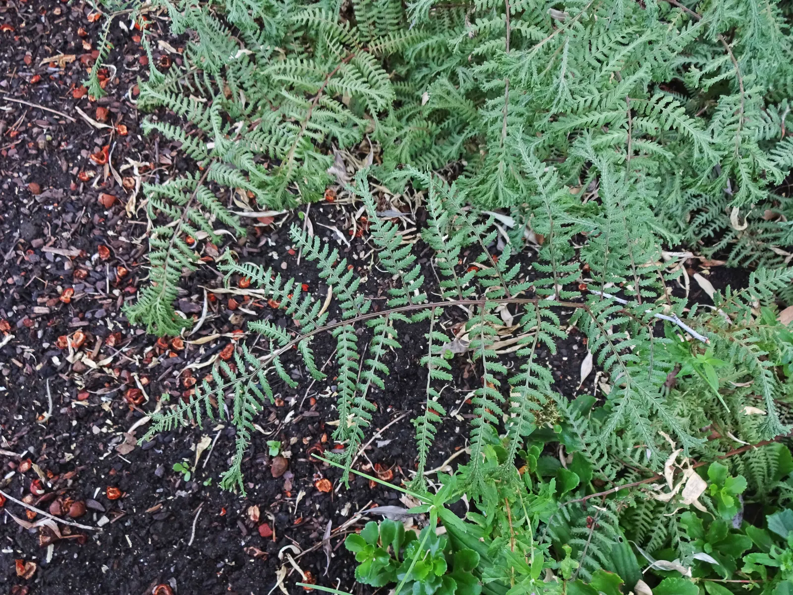 Lady Fern (Athyrium Filix-Femina) — is an elegant and versatile perennial fern widely cherished in woodland garden settings; ideal for woodland, image 70