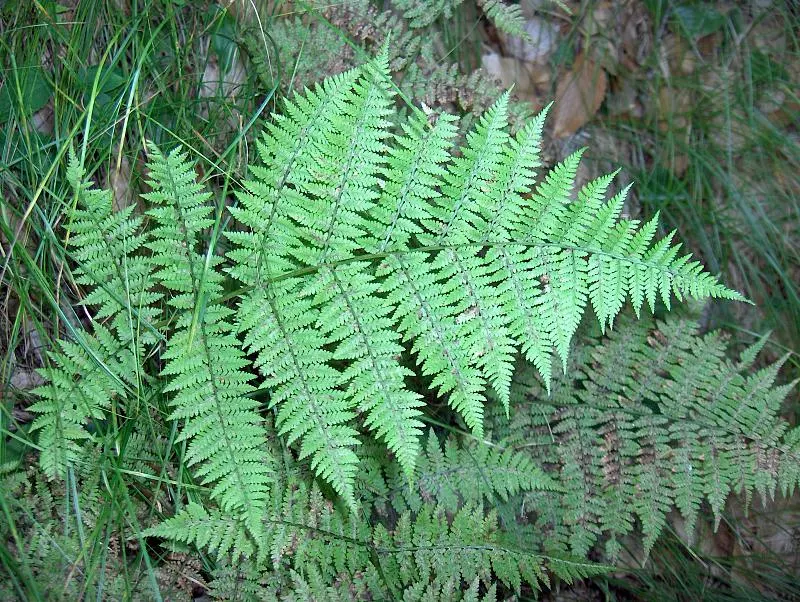 Lady Fern (Athyrium Filix-Femina) — The Lady Fern offers a tranquil and natural aesthetic that enhances any garden with its grace and texture; feathery texture