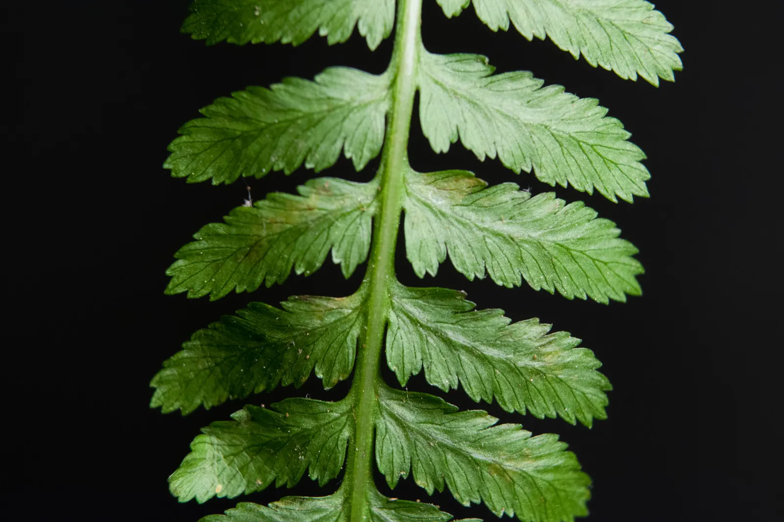 Lady Fern (Athyrium Filix-Femina) — This fern prefers partial to full shade and moist, well-drained soil; remove old fronds in early spring to make way for new