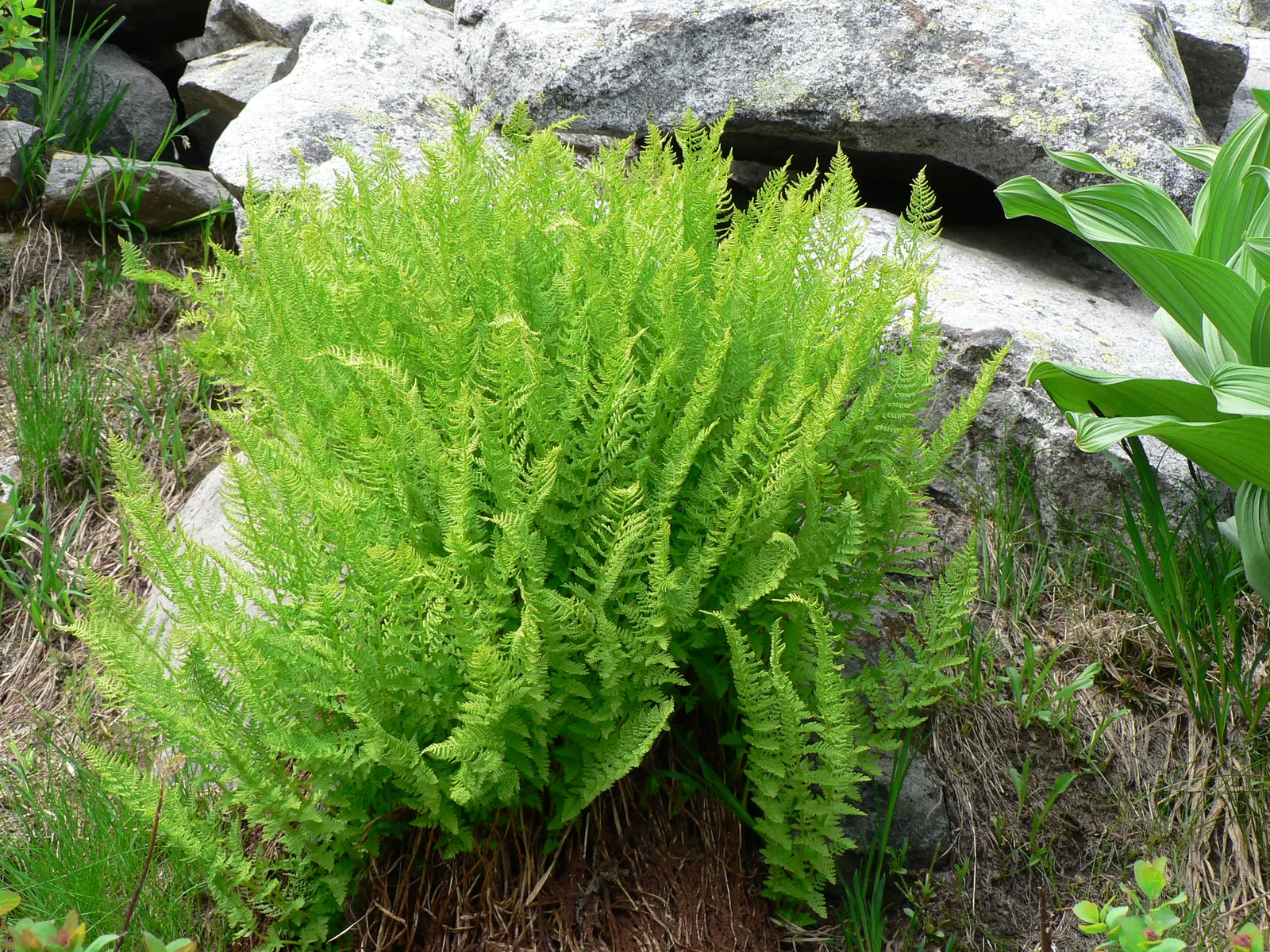 Lady Fern (Athyrium Filix-Femina) — This fern prefers partial to full shade and moist, well-drained soil; remove old fronds in early spring to make, image 45