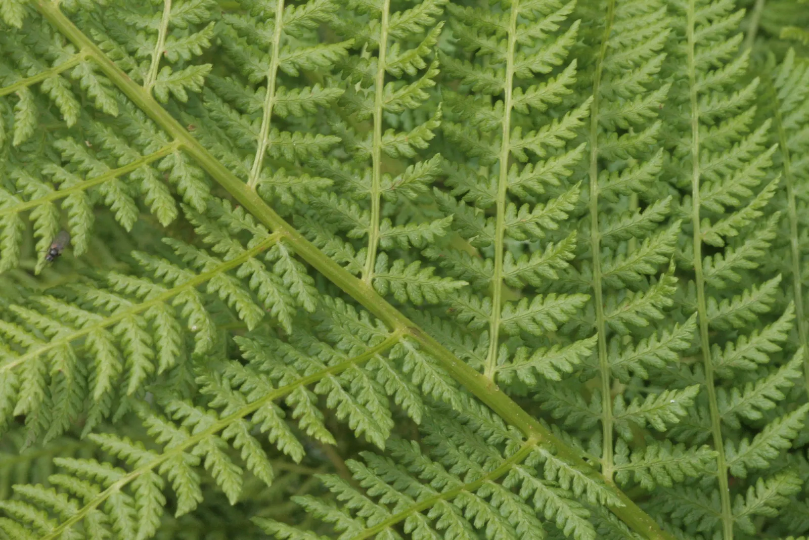 Lady Fern (Athyrium Filix-Femina) — Thriving in zones 4-8, it reaches a height of 2-3 feet and a spread of 1.5-2.5 feet; feathery texture in the, image 65