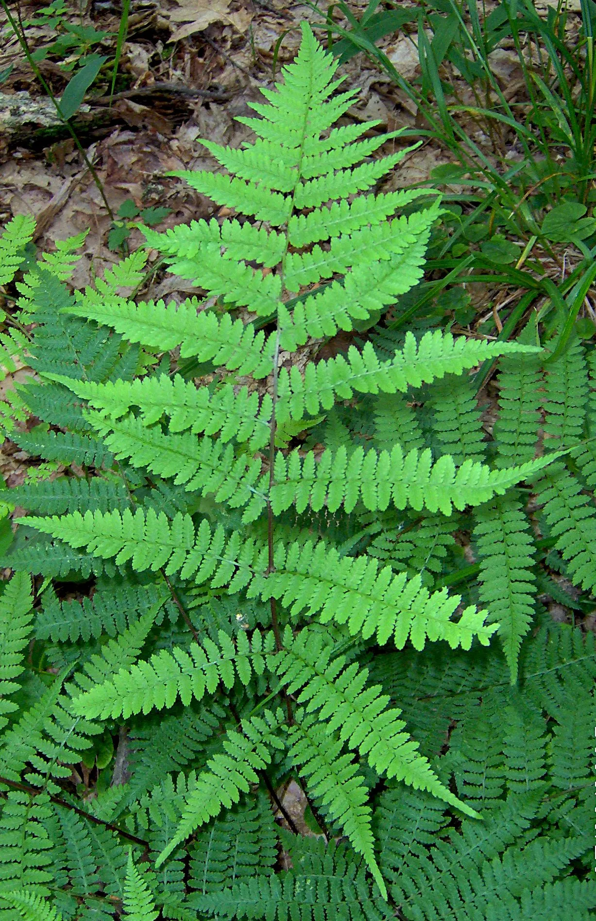 Lady Fern (Athyrium Filix-Femina) — well-drained soil rich in organic matter and is best suited to partial to full shade; remove old fronds in, image 78