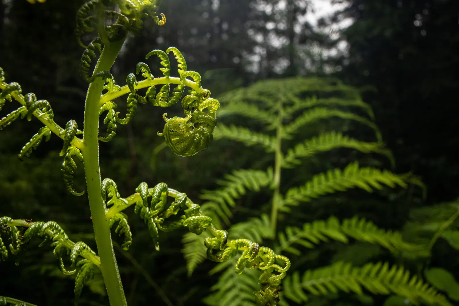 Lady Fern (Athyrium Filix-Femina) — Thriving in zones 4-8, it reaches a height of 2-3 feet and a spread of 1.5-2.5 feet; feathery texture in the, image 107