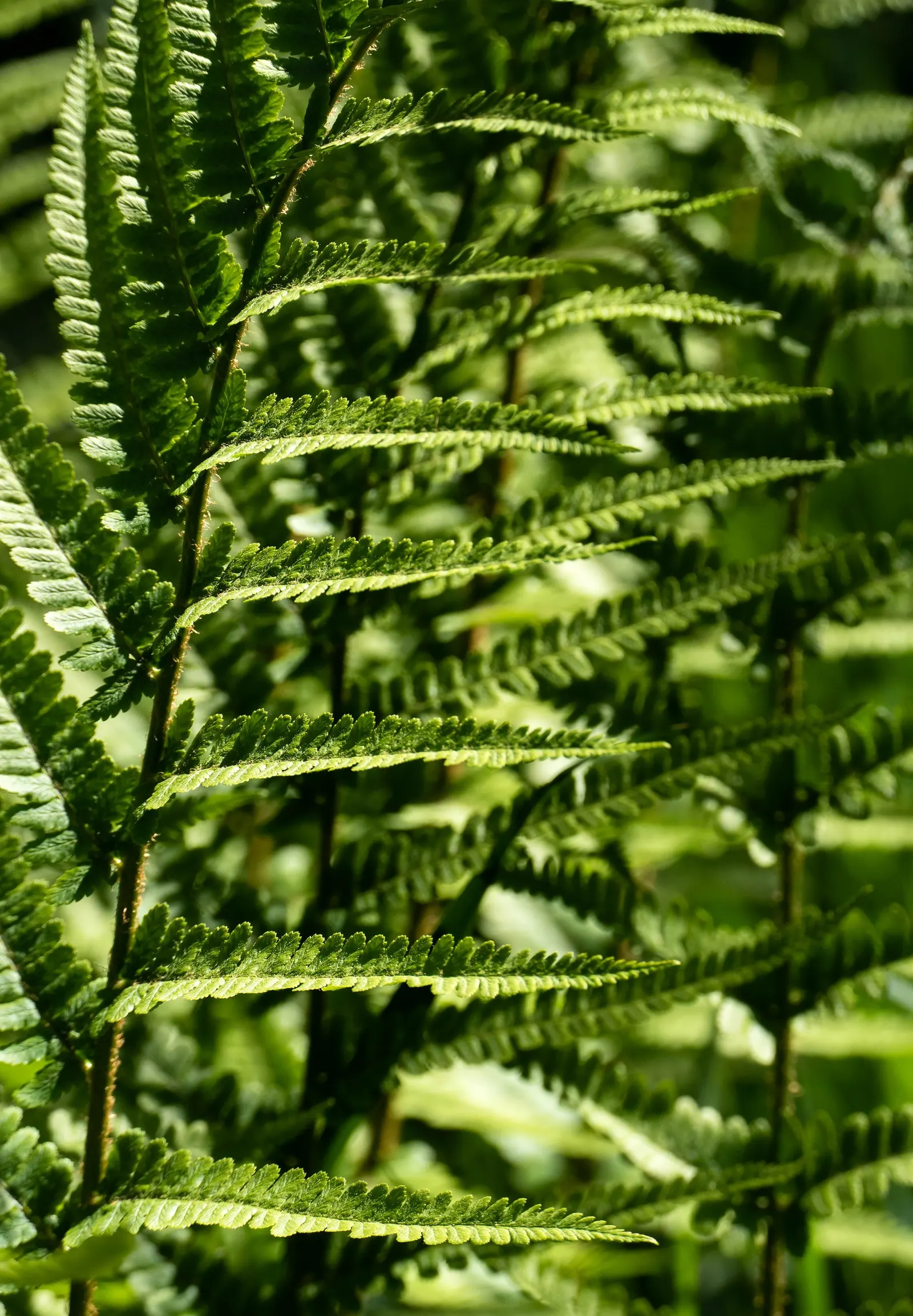 Lady Fern (Athyrium Filix-Femina) — lacy fronds that unfurl to reveal a fresh