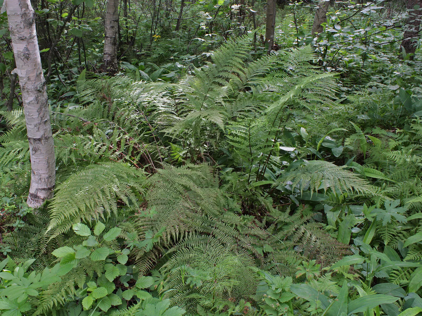 Lady Fern (Athyrium Filix-Femina) — This fern prefers partial to full shade and moist, well-drained soil; remove old fronds in early spring to make, image 66