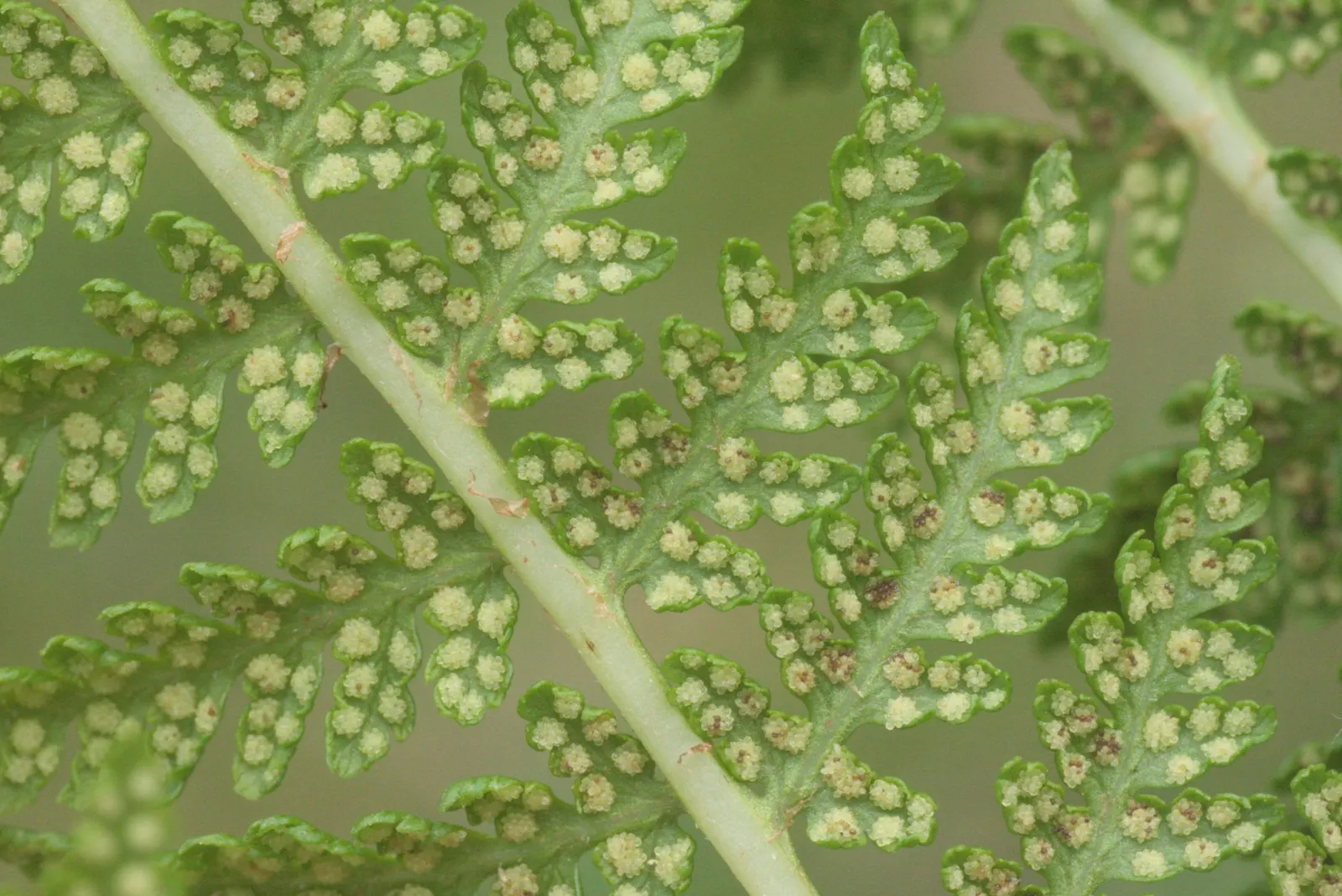 Lady Fern (Athyrium Filix-Femina) — mimicking its natural forest floor habitat; ideal for woodland gardens, image 79