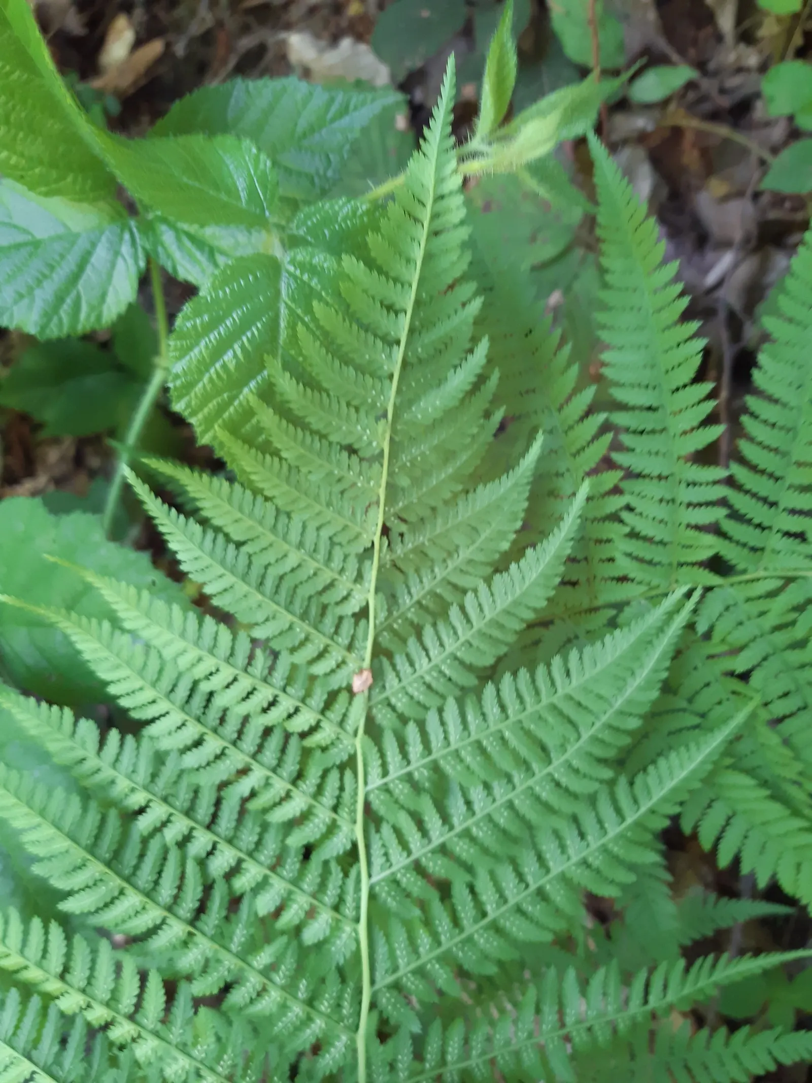 Lady Fern (Athyrium Filix-Femina) — bringing lightness to shaded areas.<br><br>Thriving in USDA hardiness zones 4 through 8; ideal for woodland, image 97