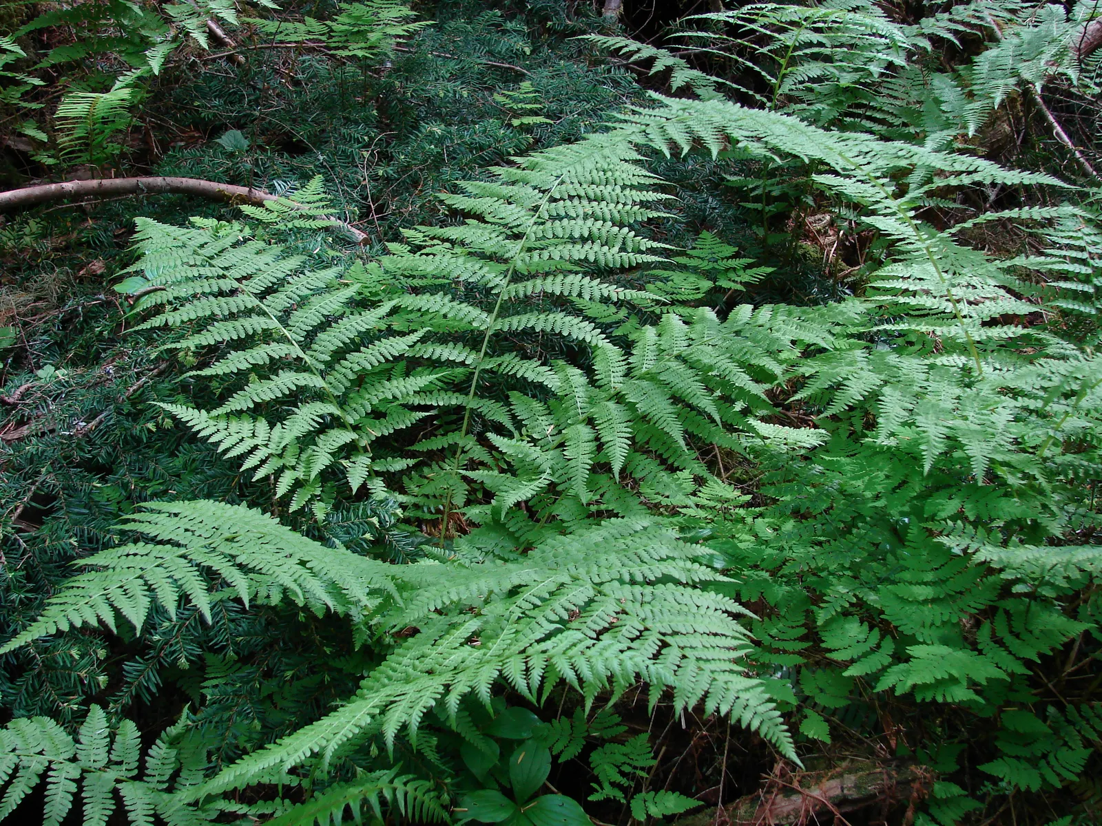 Lady Fern (Athyrium Filix-Femina) — with a spread approximately half its height