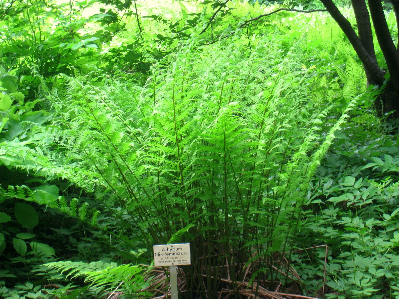 Lady Fern (Athyrium Filix-Femina) — well-drained soil rich in organic matter and is best suited to partial to full shade; remove old fronds in, image 57