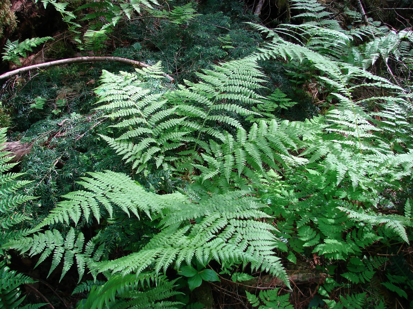 Lady Fern (Athyrium Filix-Femina) — The Lady Fern offers a tranquil and natural aesthetic that enhances any garden with its grace and texture