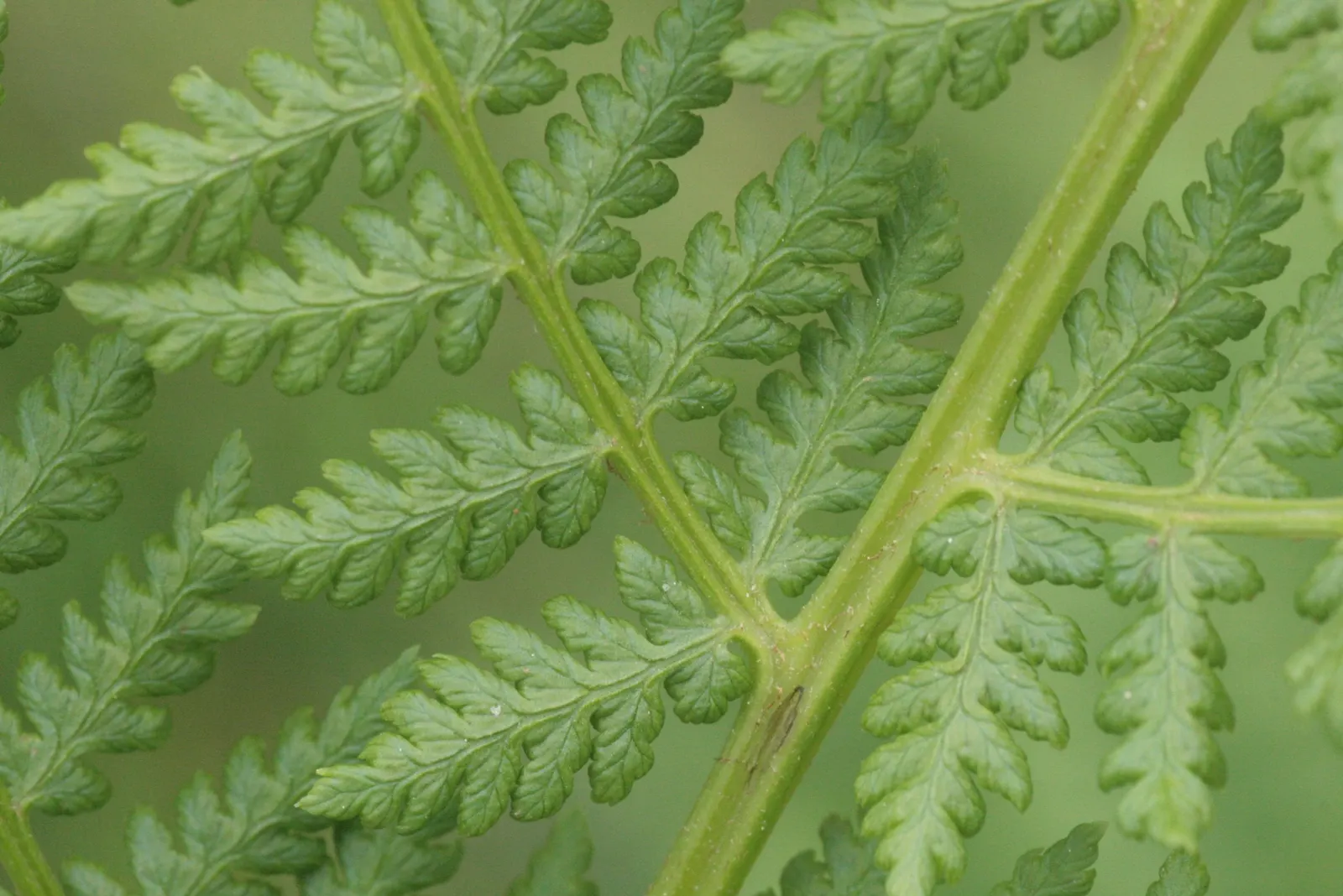 Lady Fern (Athyrium Filix-Femina) — lacy fronds that unfurl to reveal a fresh; ideal for woodland gardens, image 106