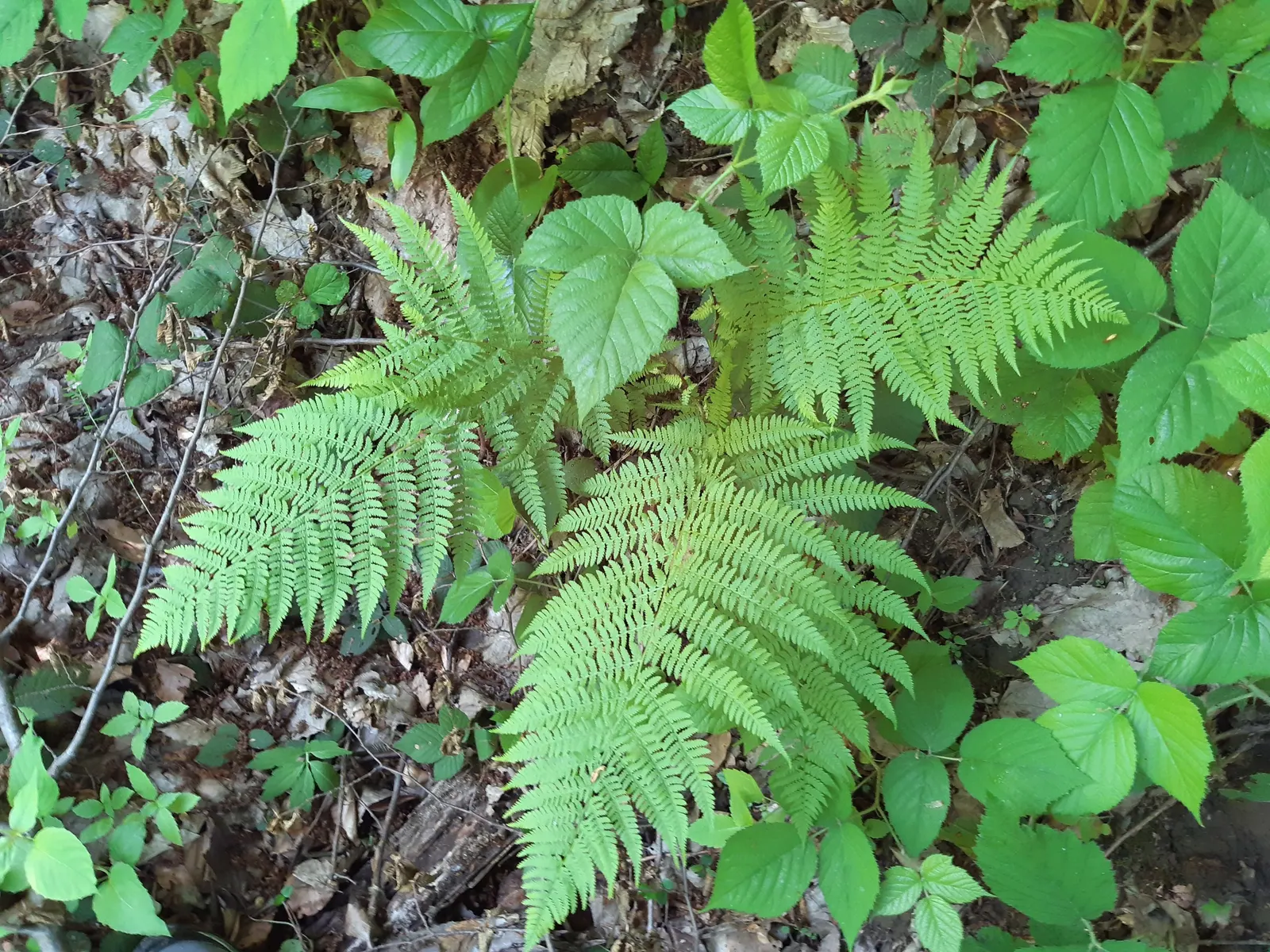 Lady Fern (Athyrium Filix-Femina) — fern for half or shade; remove old fronds in early spring to make way for new growth, image 126