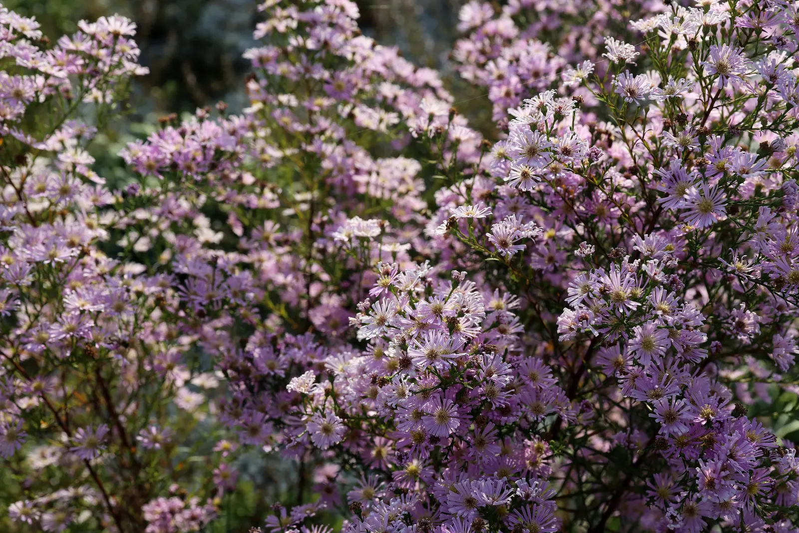 Myrten-Aster (Aster Ericoides 'Schneegitter') — This aster thrives in full sun and well-drained soil, offering a fine-textured, frothy appearance