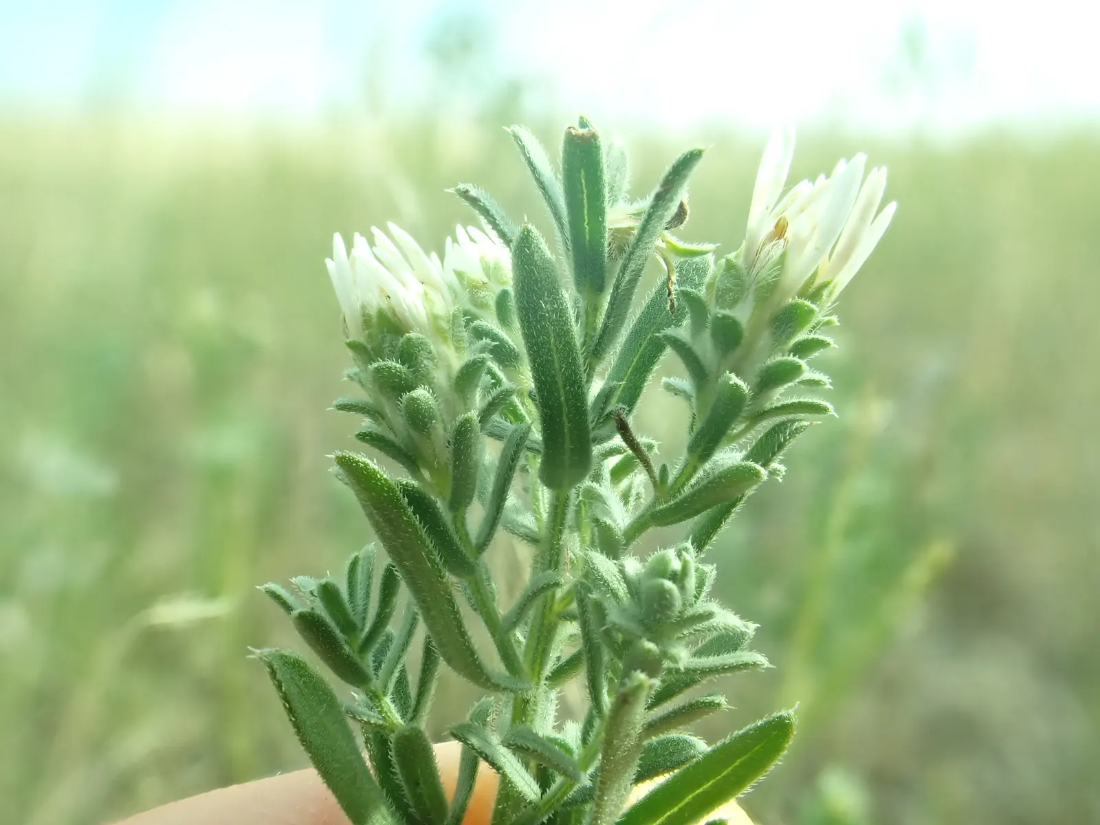 Myrten-Aster (Aster Ericoides 'Schneegitter') — It blooms from late summer to fall, reaching 2-3 feet in height and spreading up to 2 feet wide, image 38