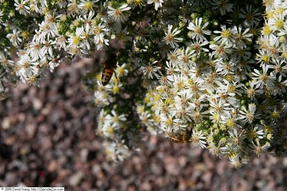 Myrten-Aster (Aster Ericoides 'Schneegitter') — white flowers in the garden; commonly known as Heath Aster