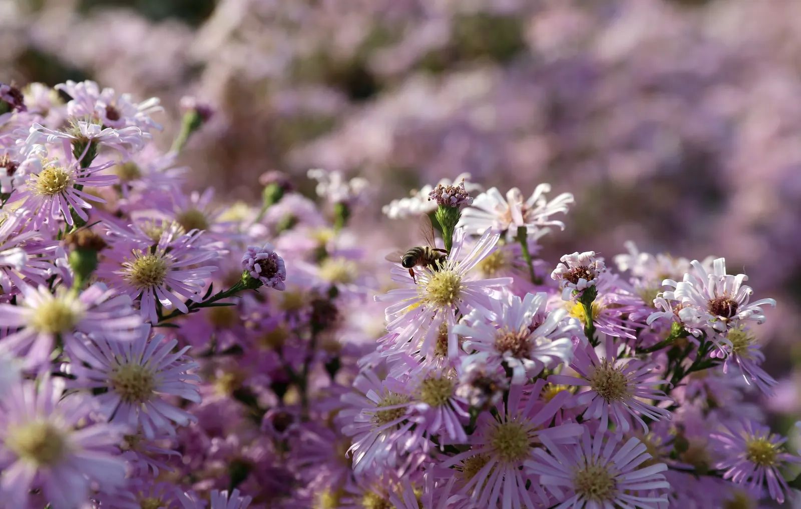 Myrten-Aster (Aster Ericoides 'Schneegitter') — or as a backdrop for shorter perennials