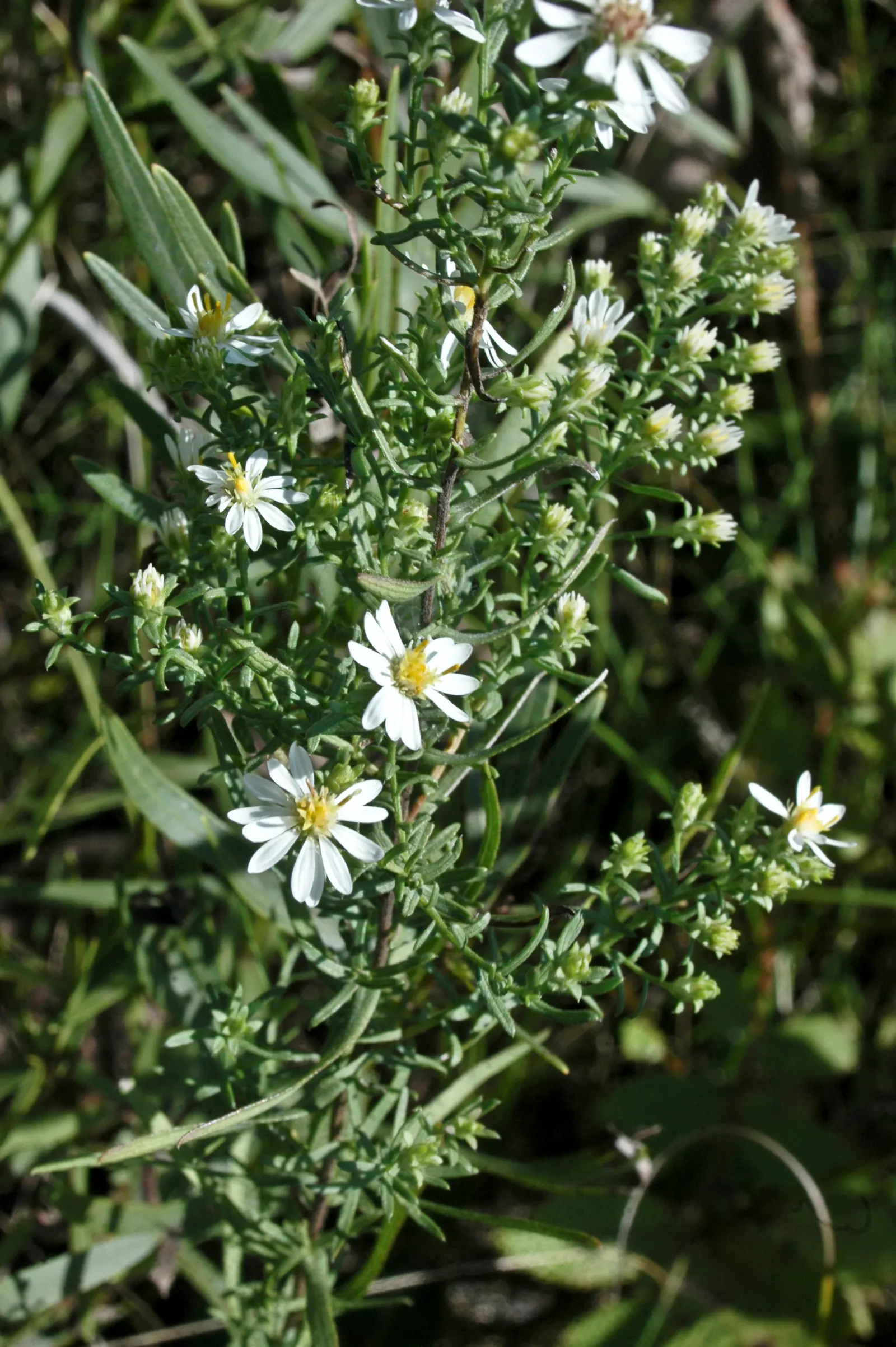 Myrten-Aster (Aster Ericoides 'Schneegitter') — This aster will require spacing of about 24 to 36 inches center-on-center and minimal maintenance