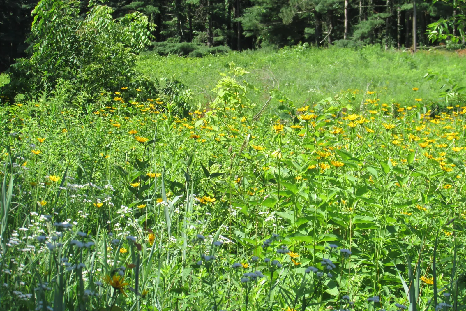 Myrten-Aster (Aster Ericoides 'Schneegitter') — adaptable to USDA Hardiness Zones 3 through 8; the dense floral coverage creates a snowflake-like, image 43