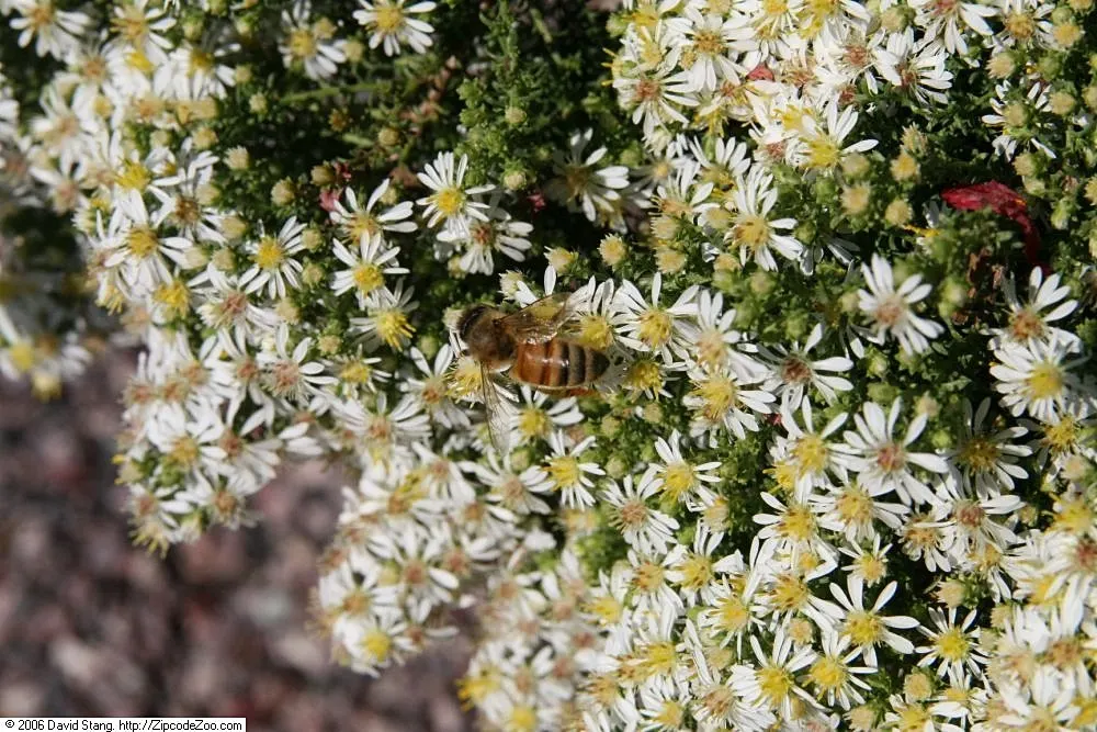 Myrten-Aster (Aster Ericoides 'Schneegitter') — or as a backdrop for shorter perennials; each with a striking yellow center
