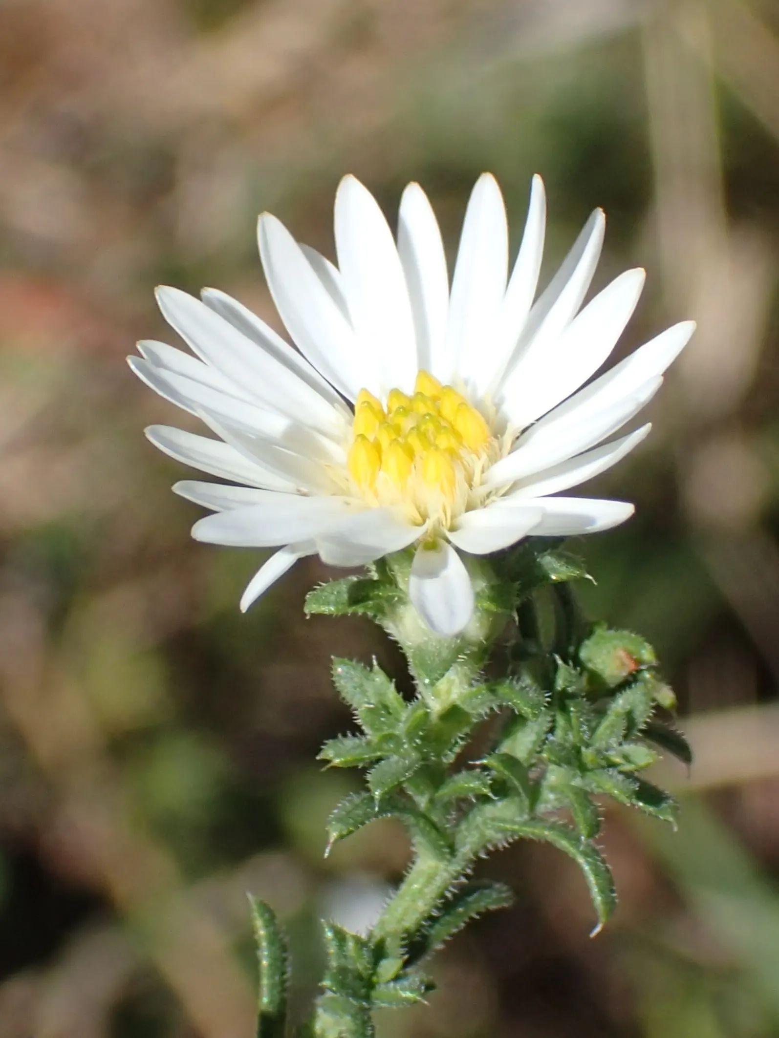Myrten-Aster (Aster Ericoides 'Schneegitter') — perennial for half or shade; this aster will require spacing of about 24 to 36 inches center-on-center and