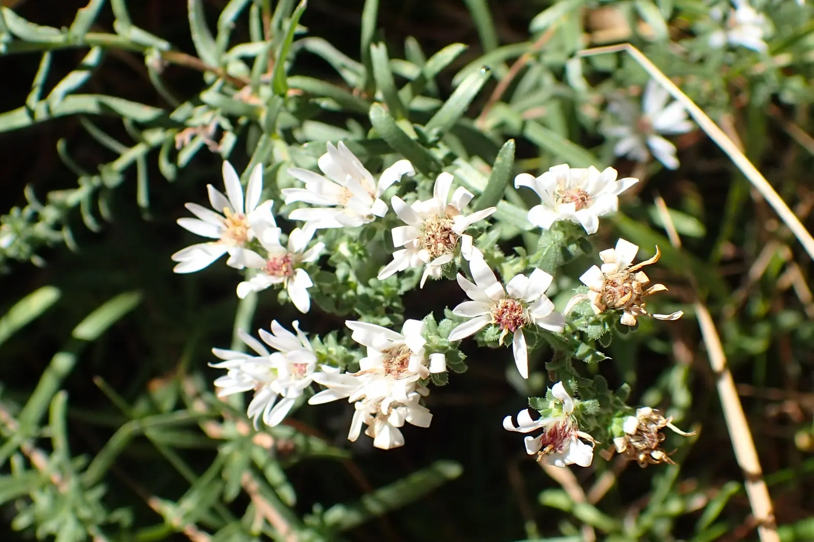 Myrten-Aster (Aster Ericoides 'Schneegitter') — The dense floral coverage creates a snowflake-like effect; its late-season blooms offer a valuable, image 46