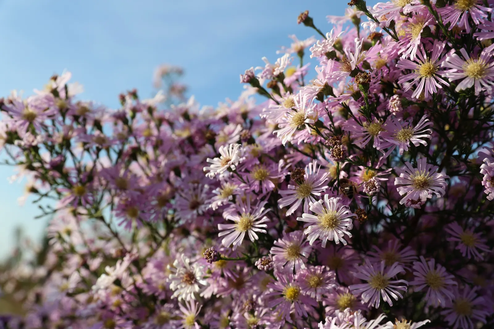 Myrten-Aster (Aster Ericoides 'Schneegitter') — white flowers in the garden