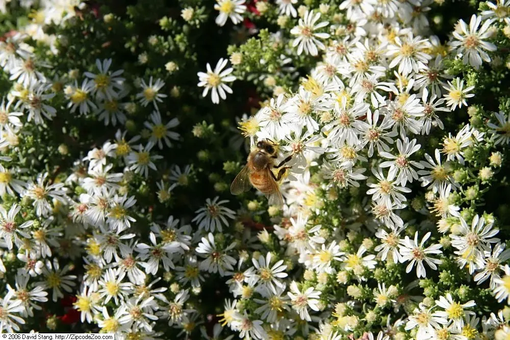Myrten-Aster (Aster Ericoides 'Schneegitter') — needle-like foliage that gives the plant a Myrtle-like appearance; this aster thrives in full sun and