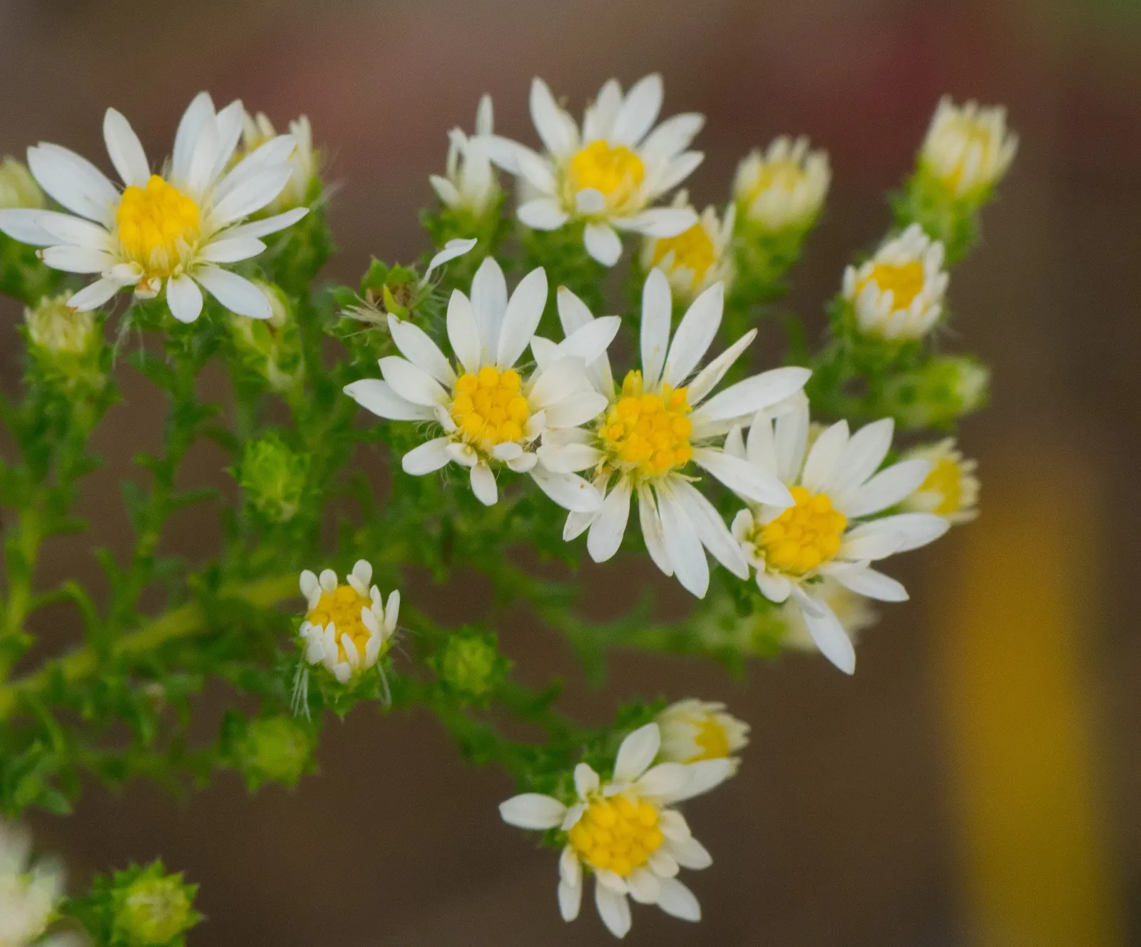 Myrten-Aster (Aster Ericoides 'Schneegitter') — Its late-season blooms offer a valuable nectar source for pollinators like bees and butterflies, image 49