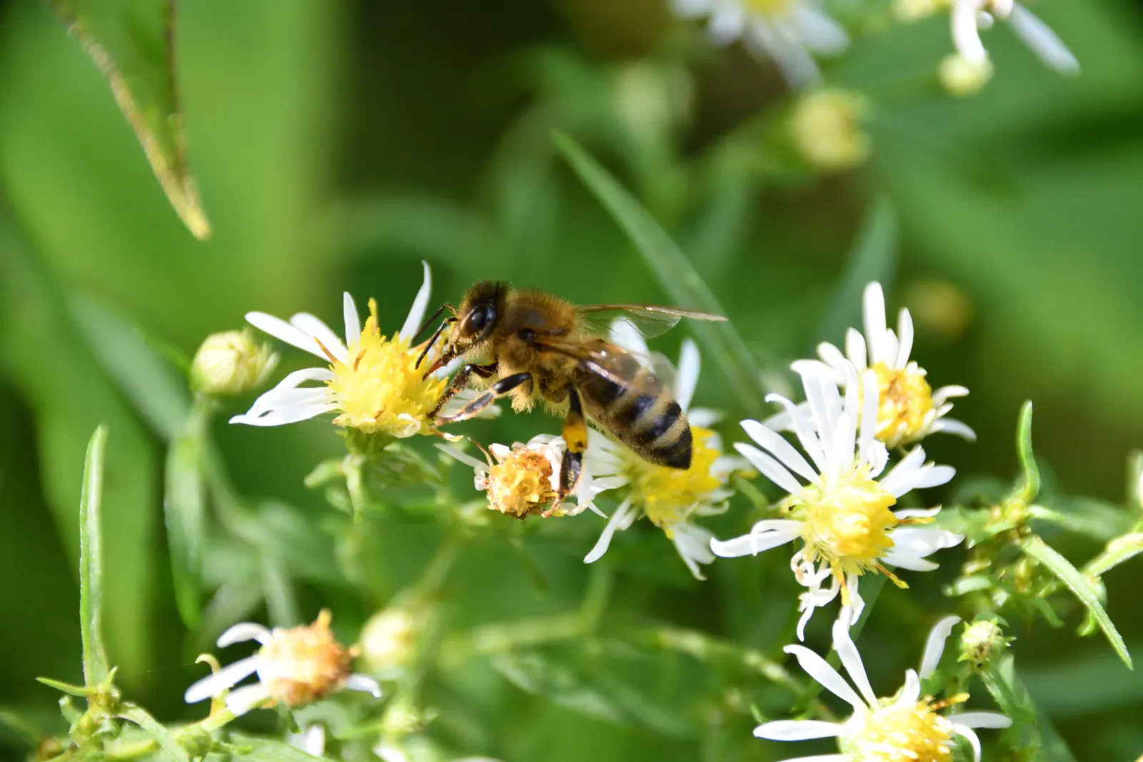 Myrten-Aster (Aster Ericoides 'Schneegitter') — commonly known as Heath Aster; it's drought tolerant, attracts pollinators, and excels in borders, image 37