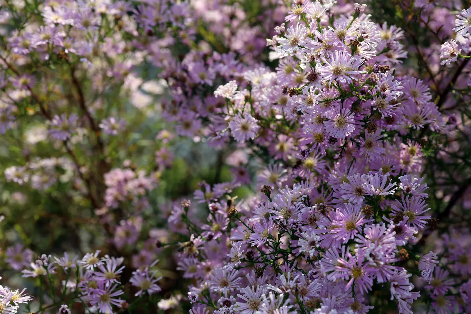 Myrten-Aster (Aster Ericoides 'Schneegitter') — consider its vertical stature and autumnal timing