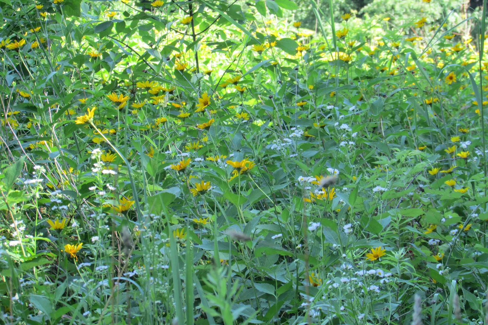 Myrten-Aster (Aster Ericoides 'Schneegitter') — each with a striking yellow center; needle-like foliage that gives the plant a Myrtle-like, image 45