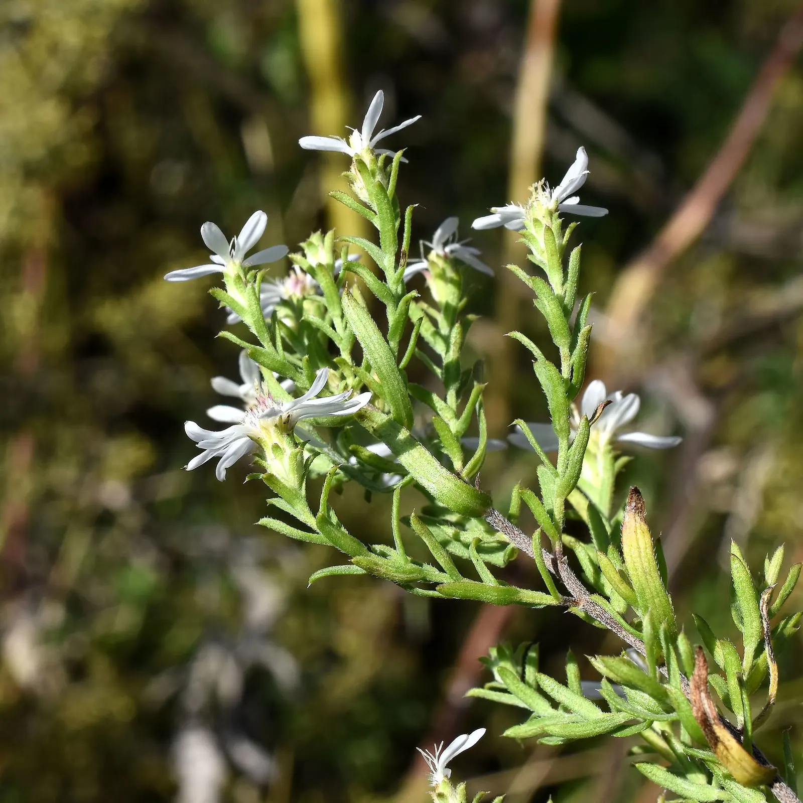 Myrten-Aster (Aster Ericoides 'Schneegitter') — 'Schneegitter' provides a magnificent display of tiny
